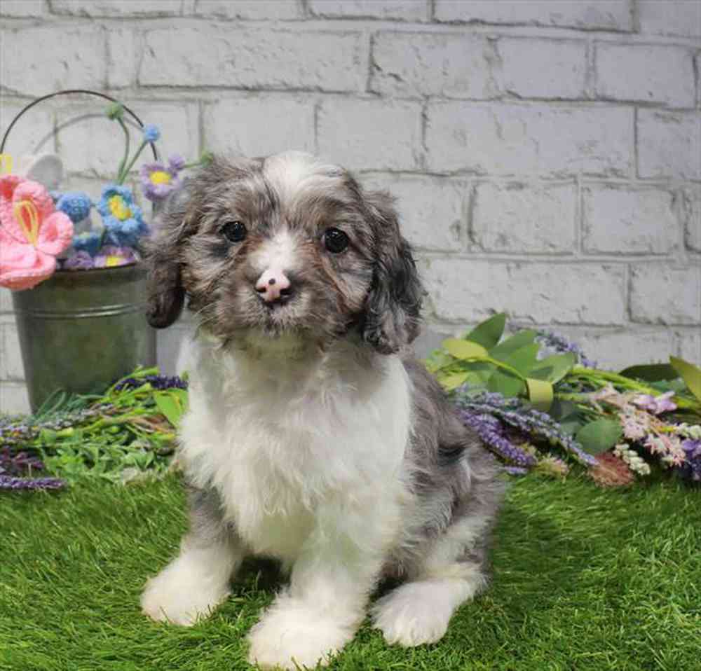 carousel pet images