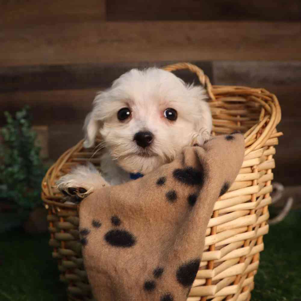 Male Morkie Puppy for Sale in Blaine, MN