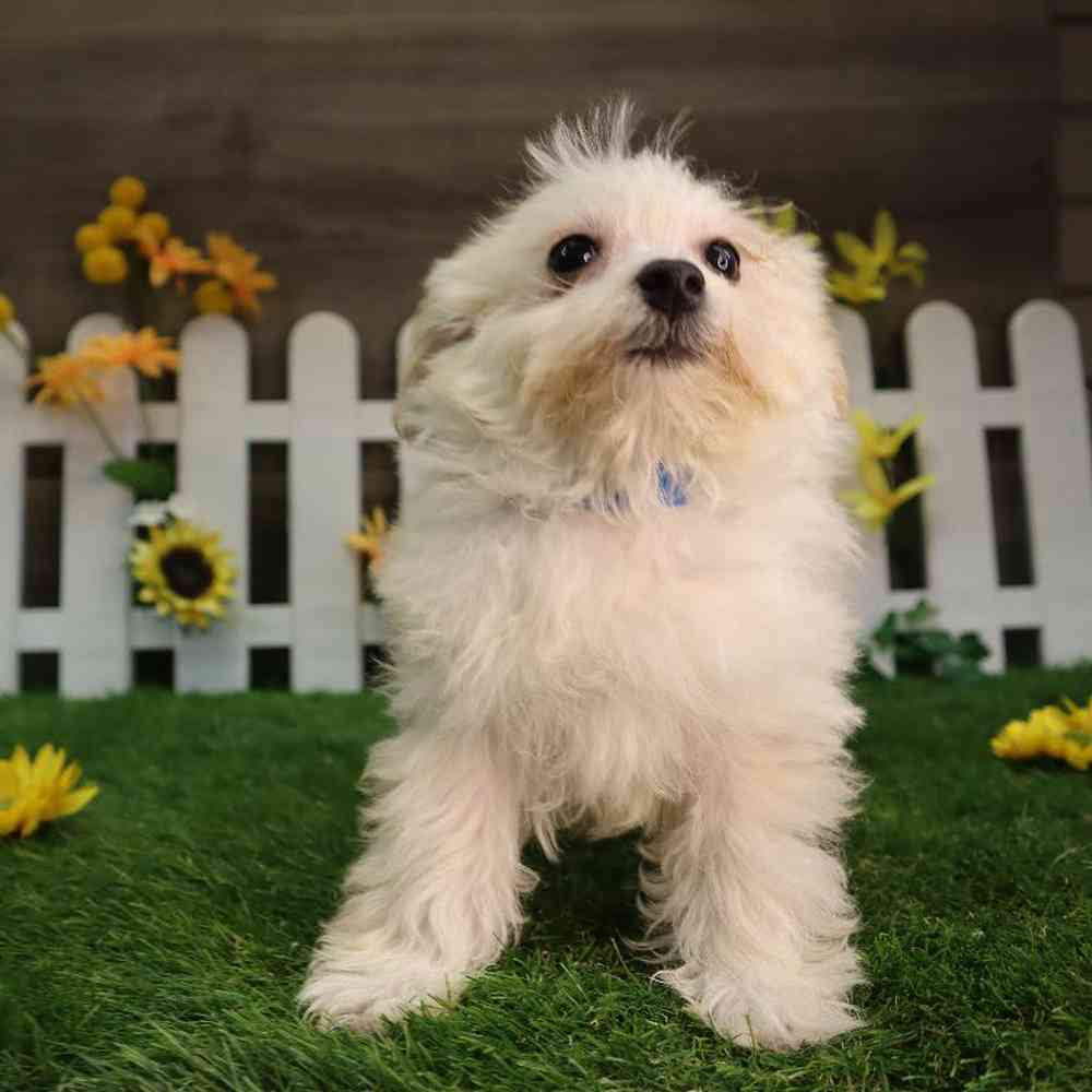 Maltipoo Puppy for sale Four Paws and a Tail