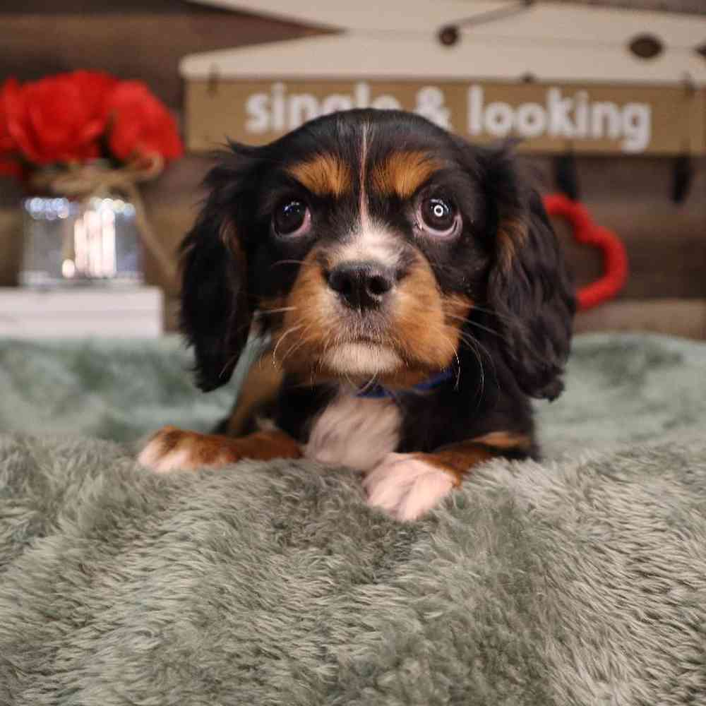 carousel pet images