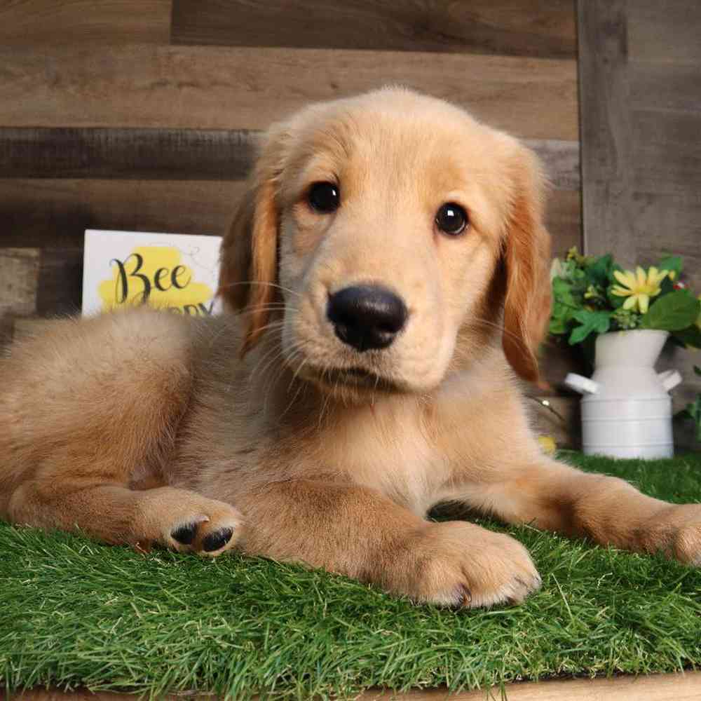 pet breed image