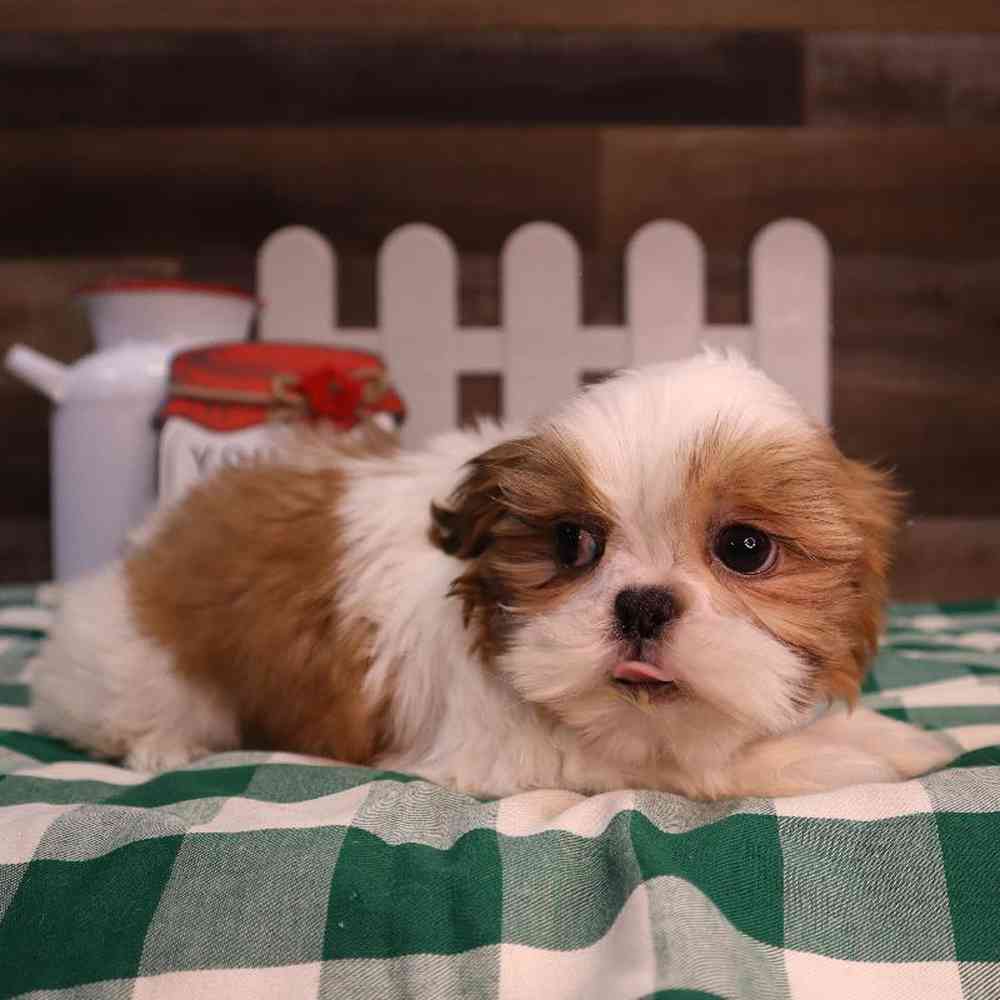 Male Shih Tzu Puppy for Sale in Blaine, MN