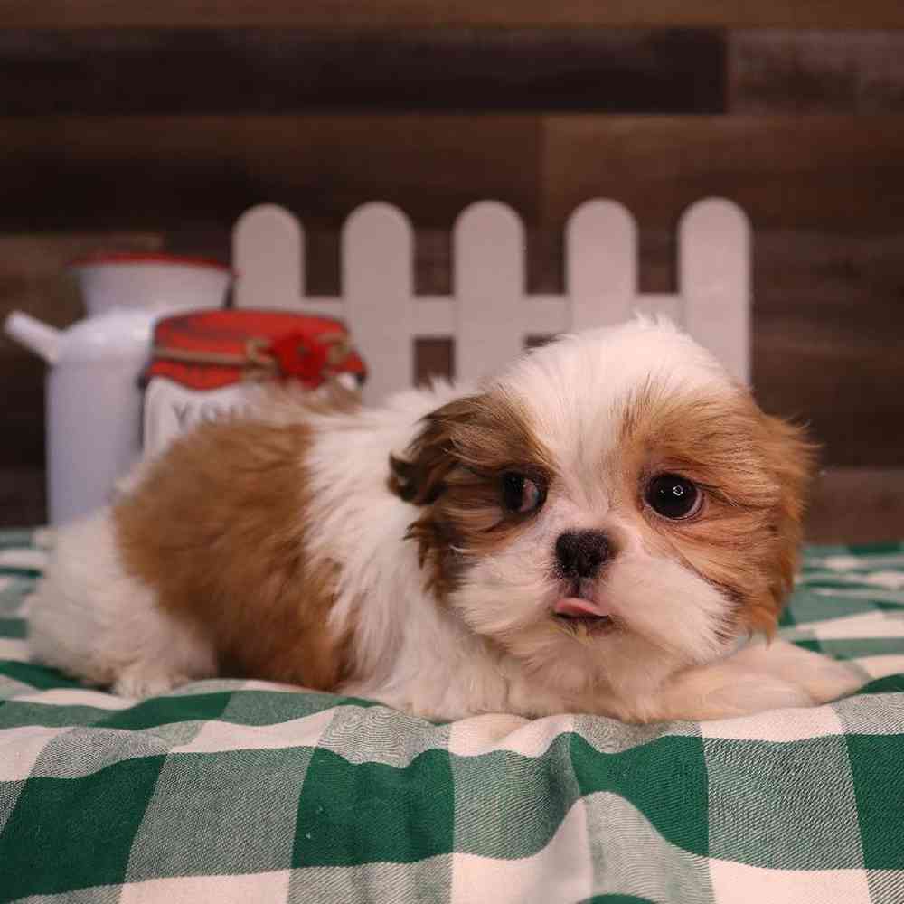 carousel pet images