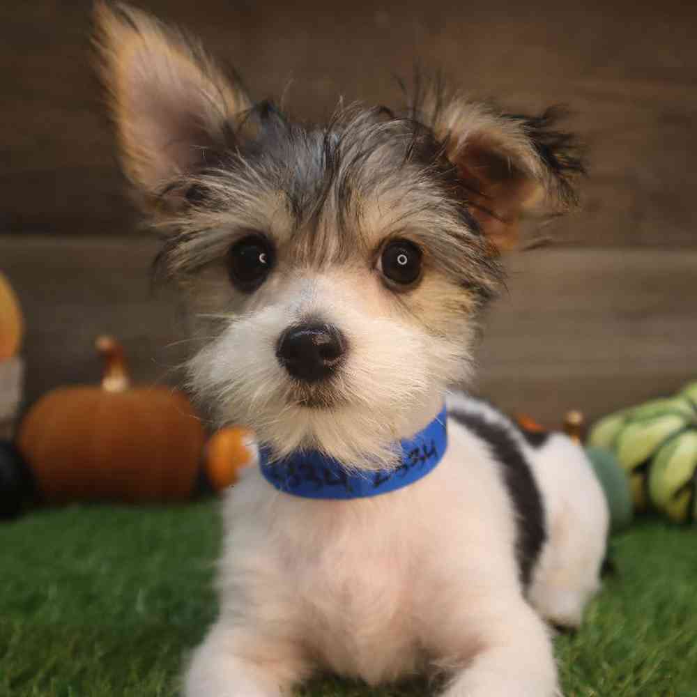 Male Morkie Puppy for Sale in Blaine, MN