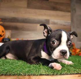 Boston Terrier