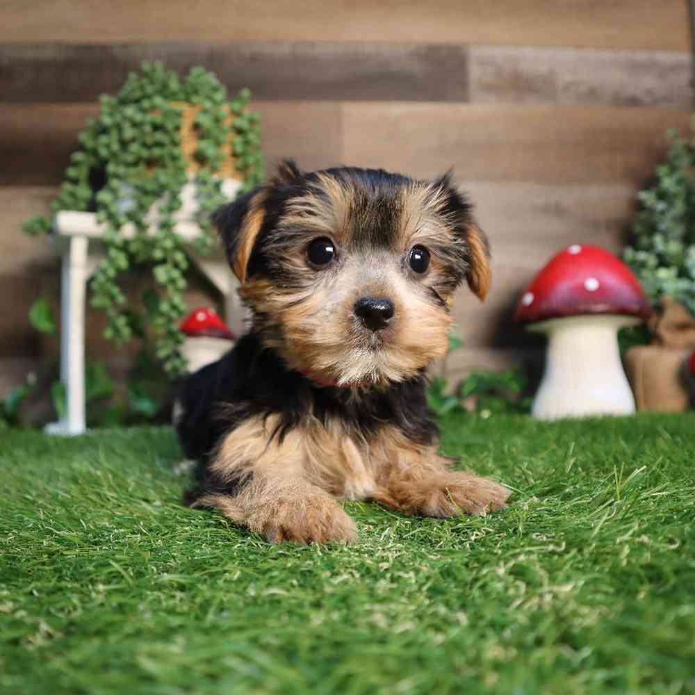 Female Yorkshire Terrier Puppy for Sale in Blaine, MN