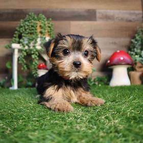 Yorkshire Terrier