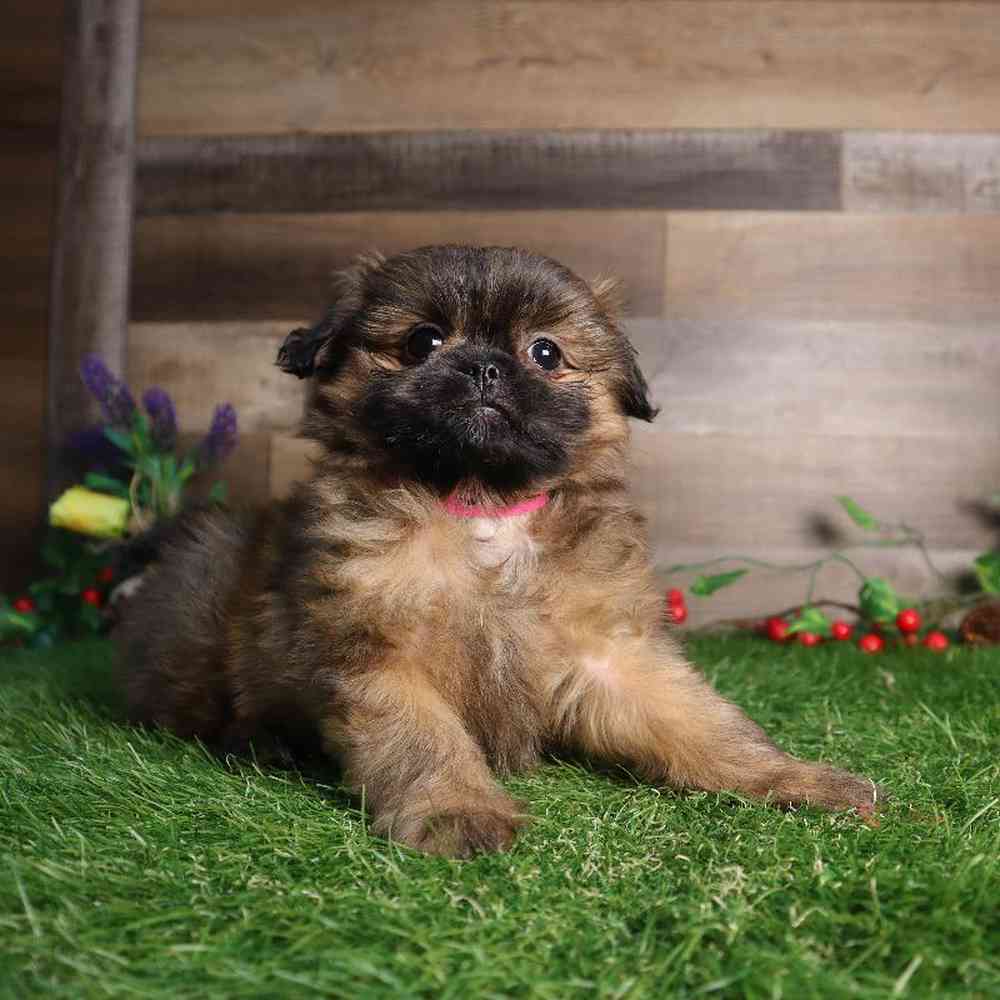 carousel pet images