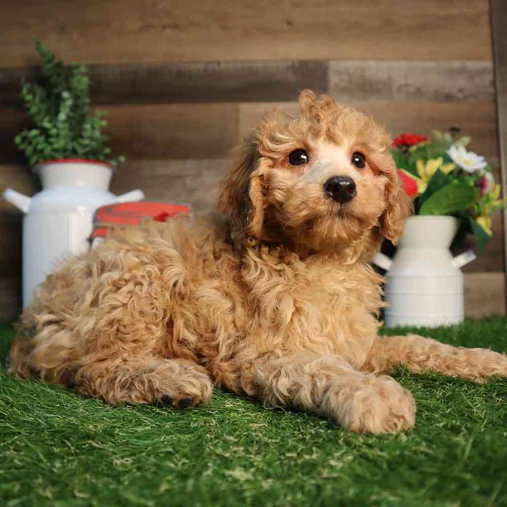 pet breed image