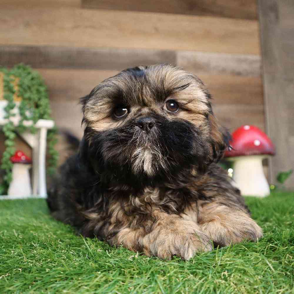 carousel pet images