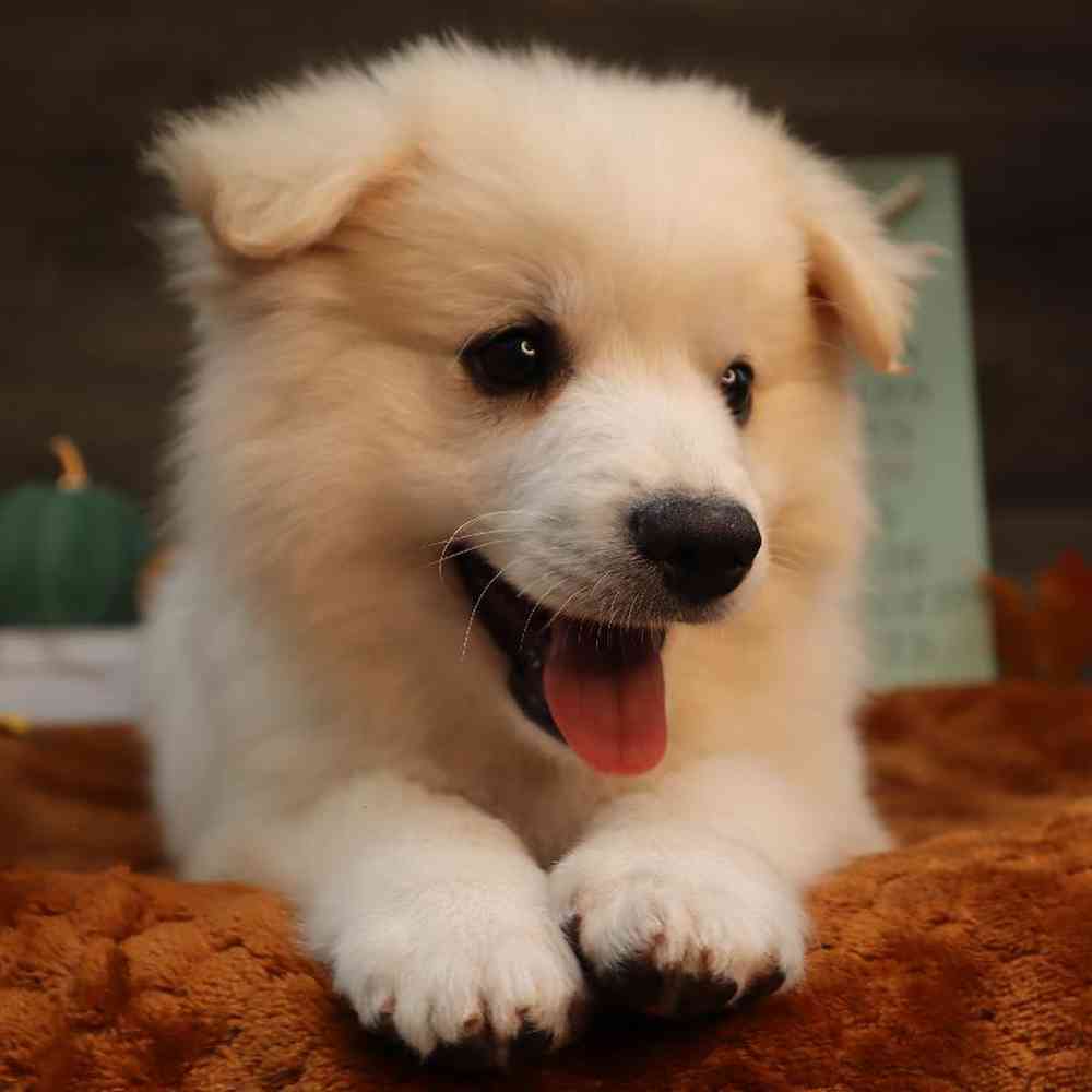 carousel pet images