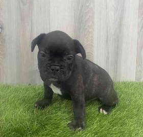 French Bulldog