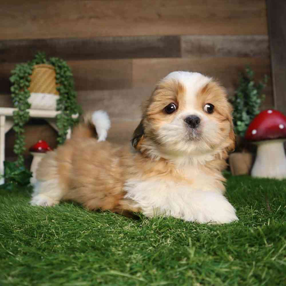 Male Malshi Puppy for Sale in Blaine, MN