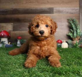 Poodle