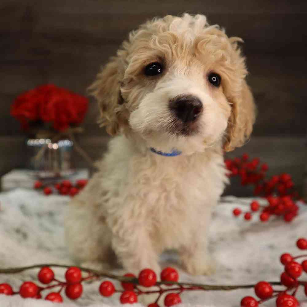 Male Mini Goldendoodle Puppy for Sale in Blaine, MN