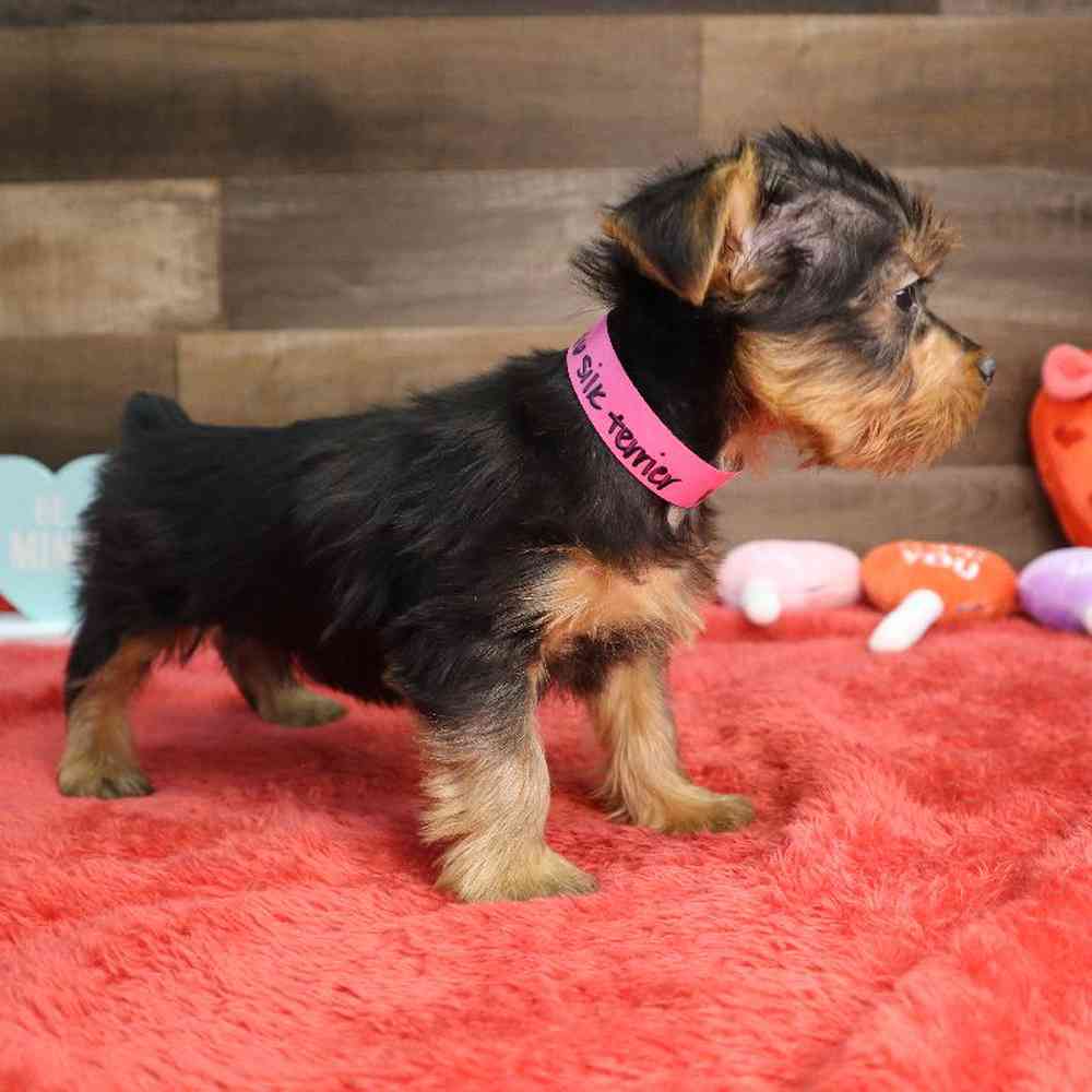 carousel pet images
