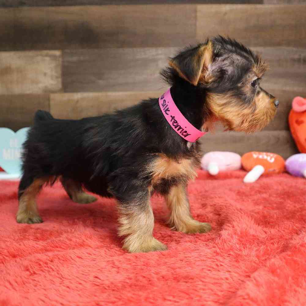 Female Silky Terrier Puppy for Sale in Blaine, MN