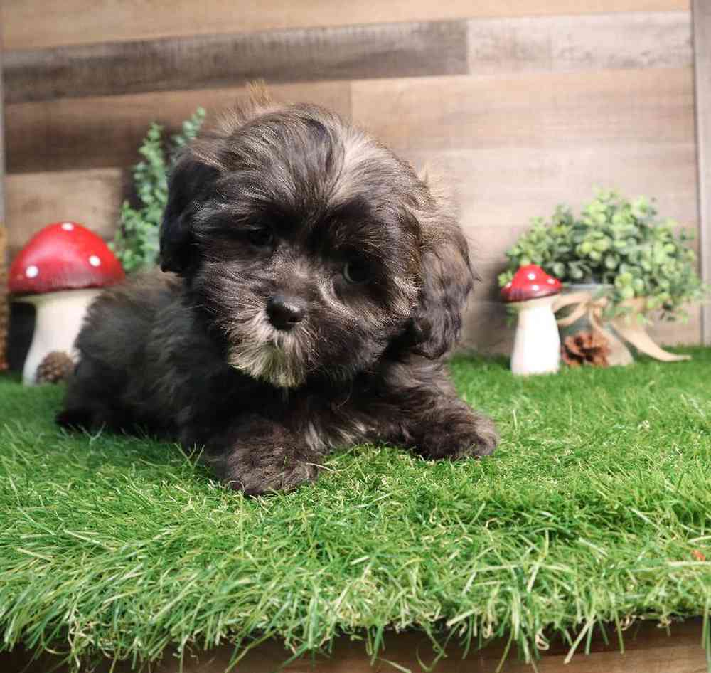 carousel pet images
