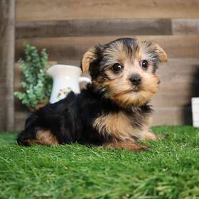 Yorkshire Terrier