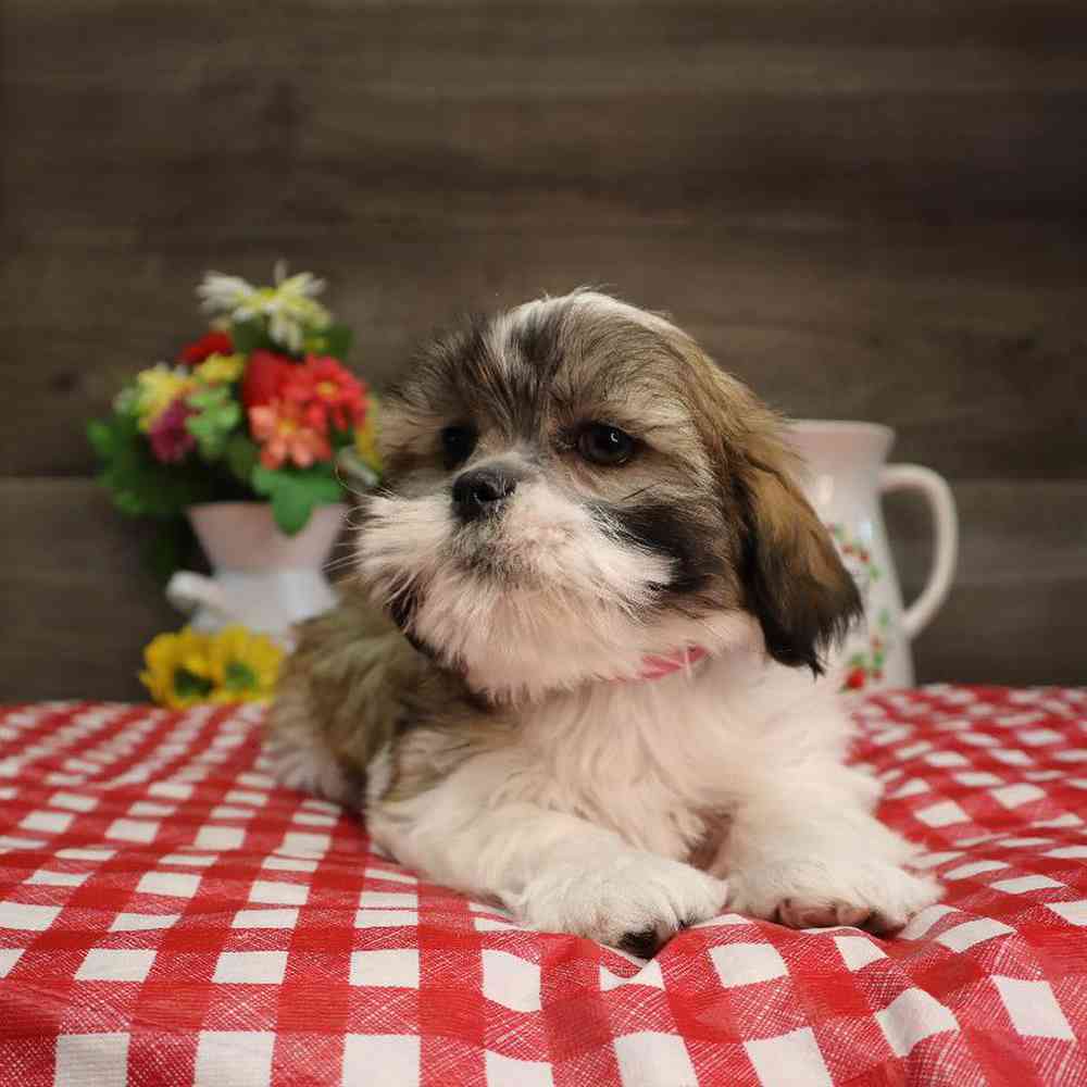 carousel pet images