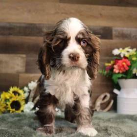 Cocker Spaniel
