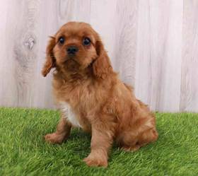 Cavalier King Charles Spaniel