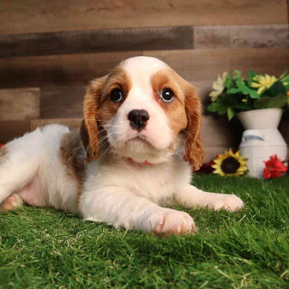 Female Cavachon Puppy for Sale in Blaine, MN