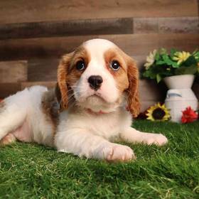 Cavachon
