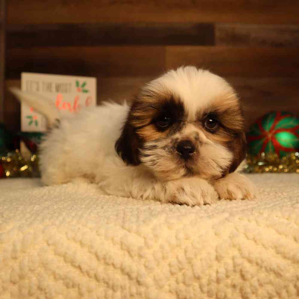 carousel pet images