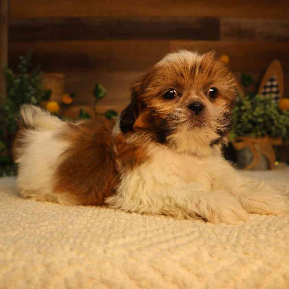 carousel pet images