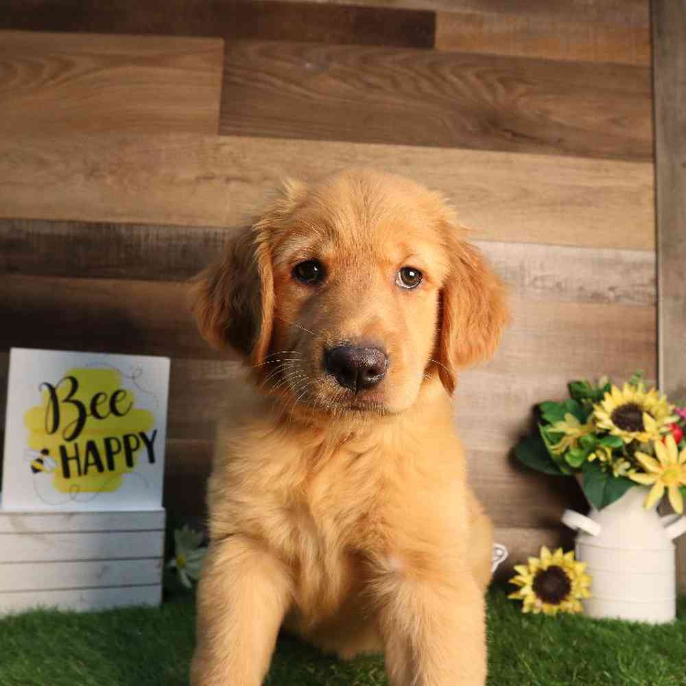 Female Golden Retriever Puppy for Sale in Blaine, MN