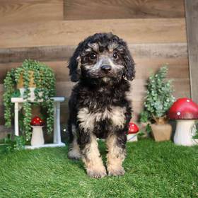 Mini Poodle