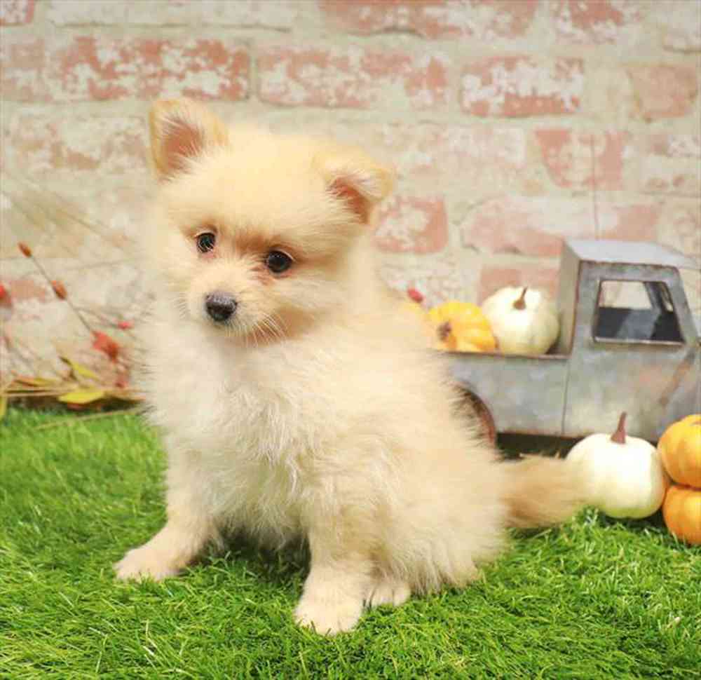 carousel pet images