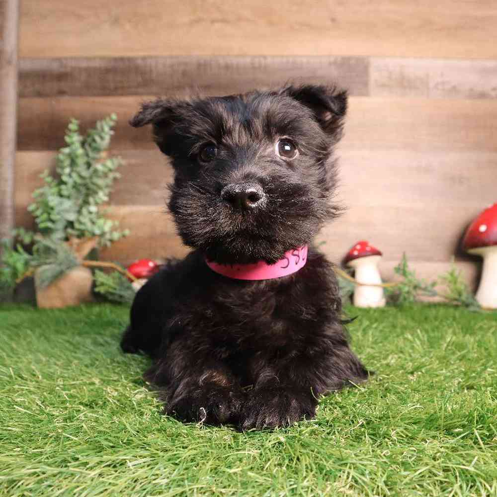 pet breed image