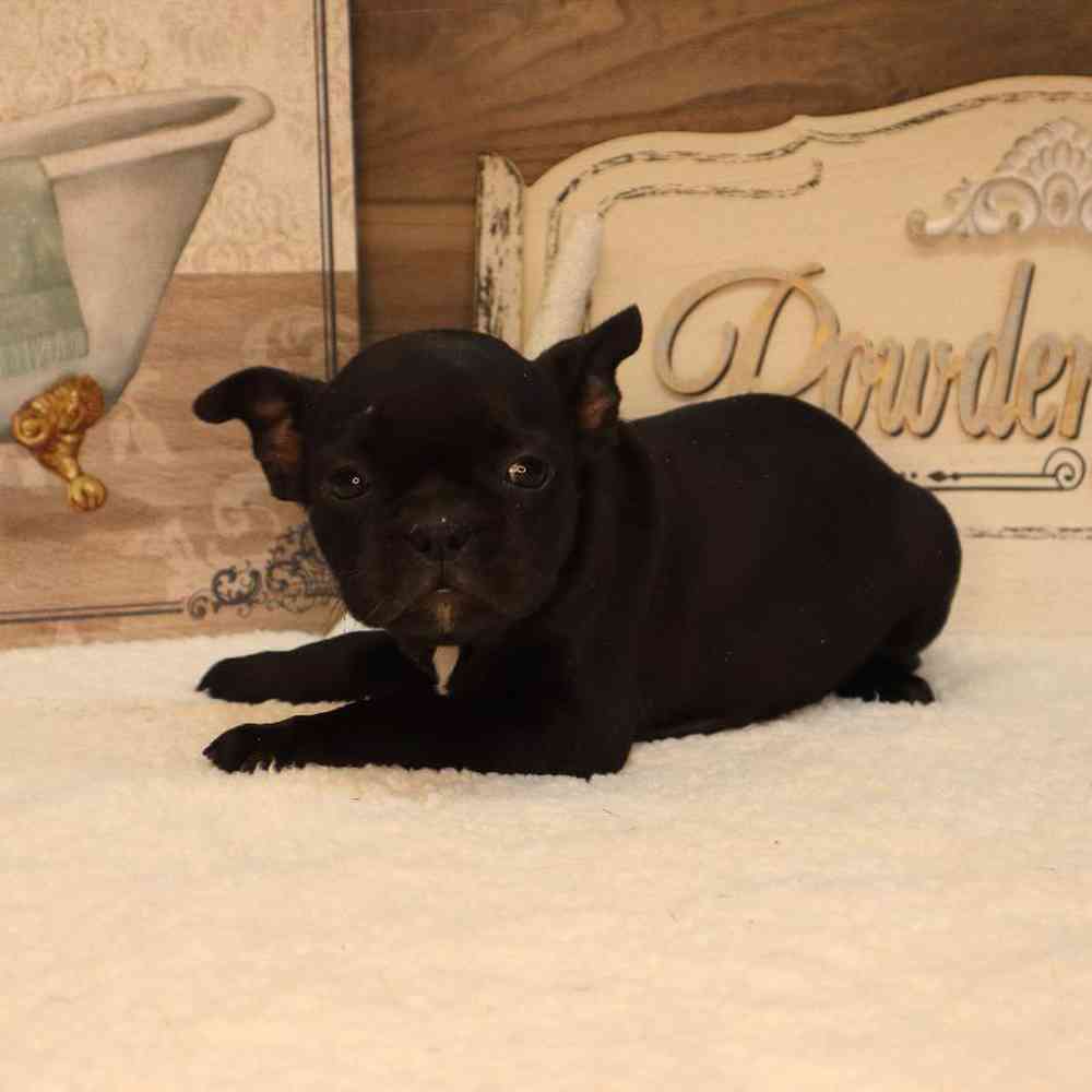 Female Frenchton Puppy for sale