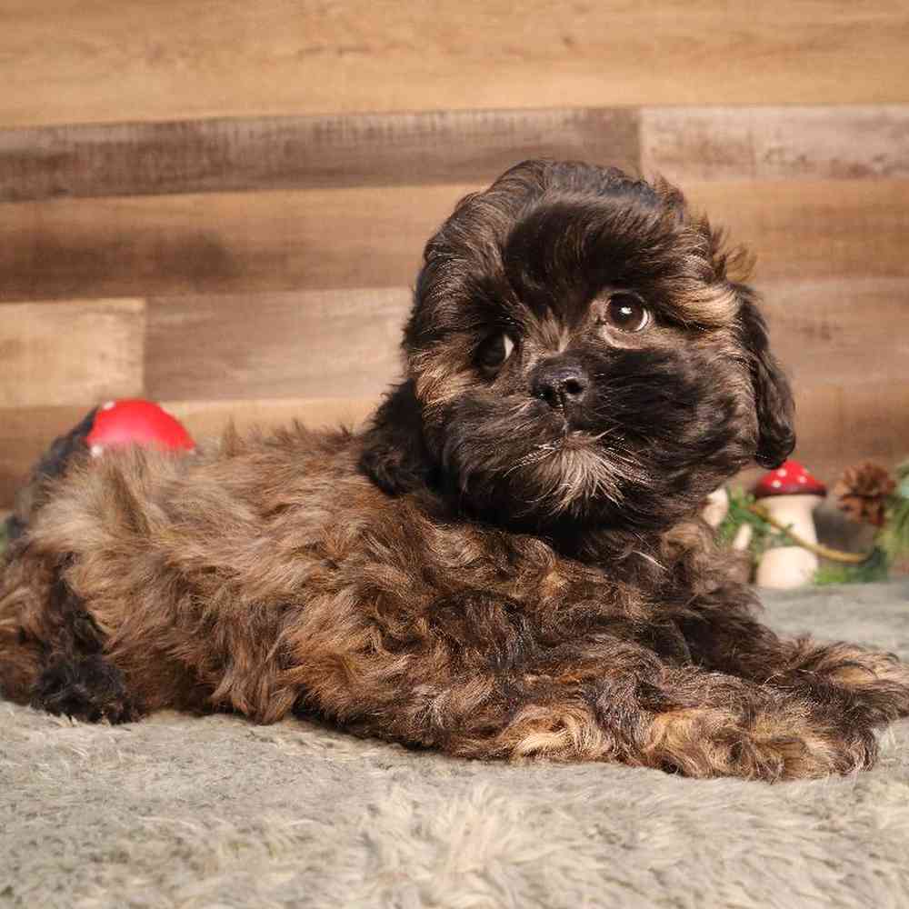 Shipoo Puppy for sale - Four Paws and a Tail