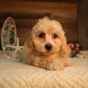 Bichon-Poo