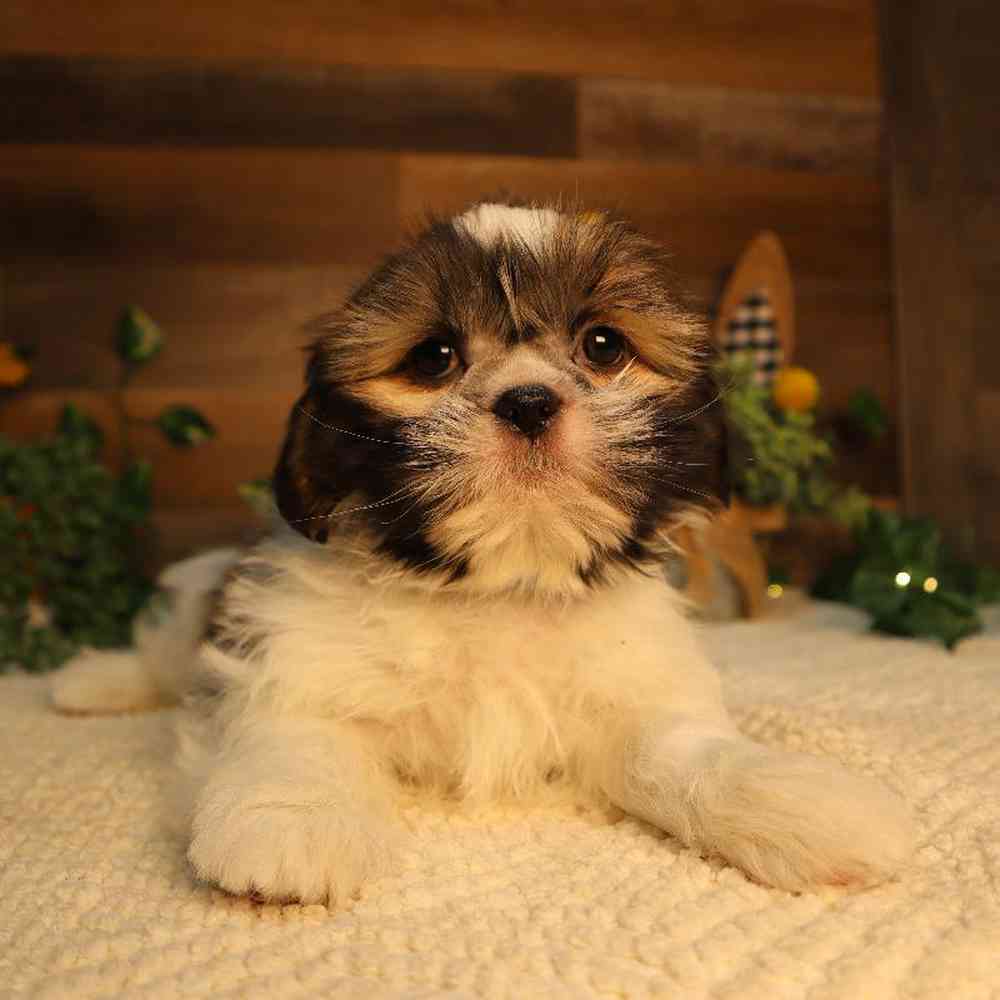 carousel pet images