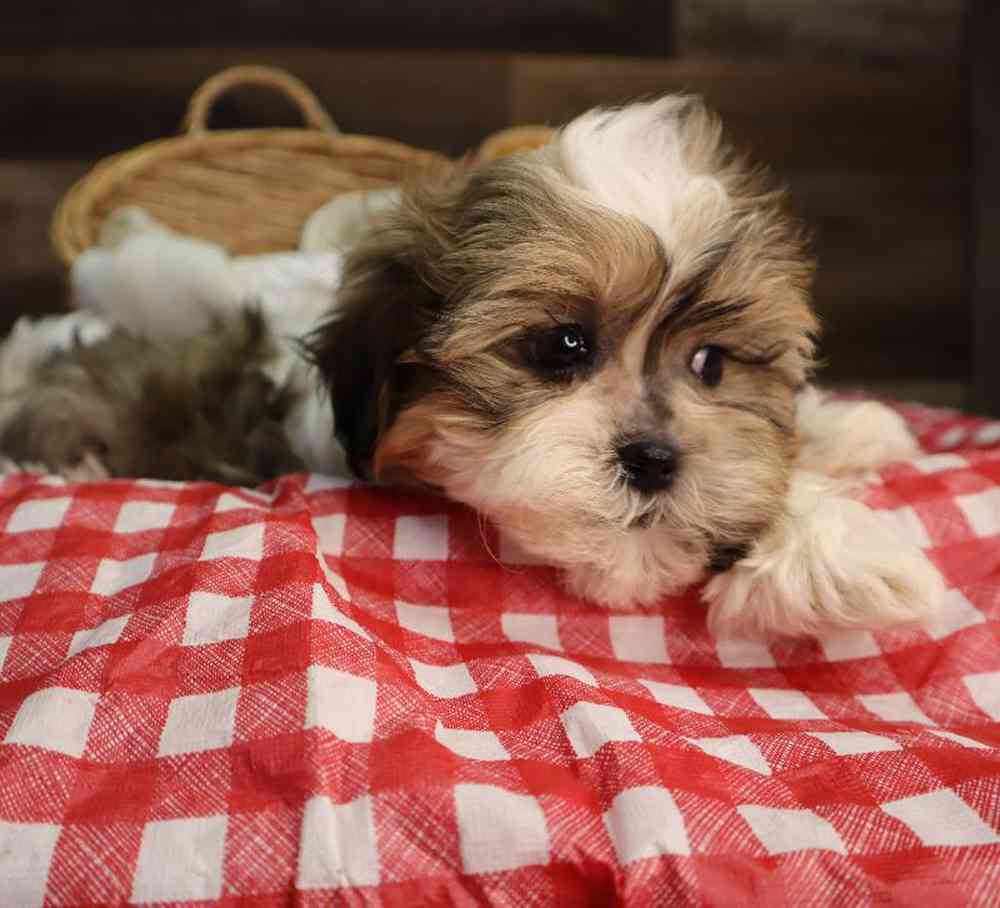 carousel pet images