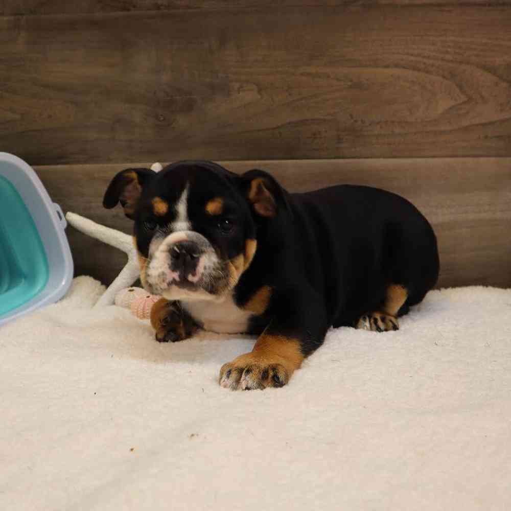 Female English Bulldog Puppy for sale