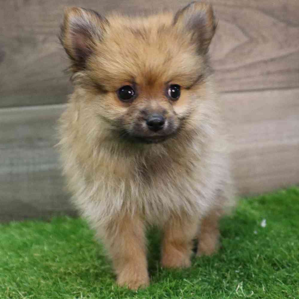 carousel pet images