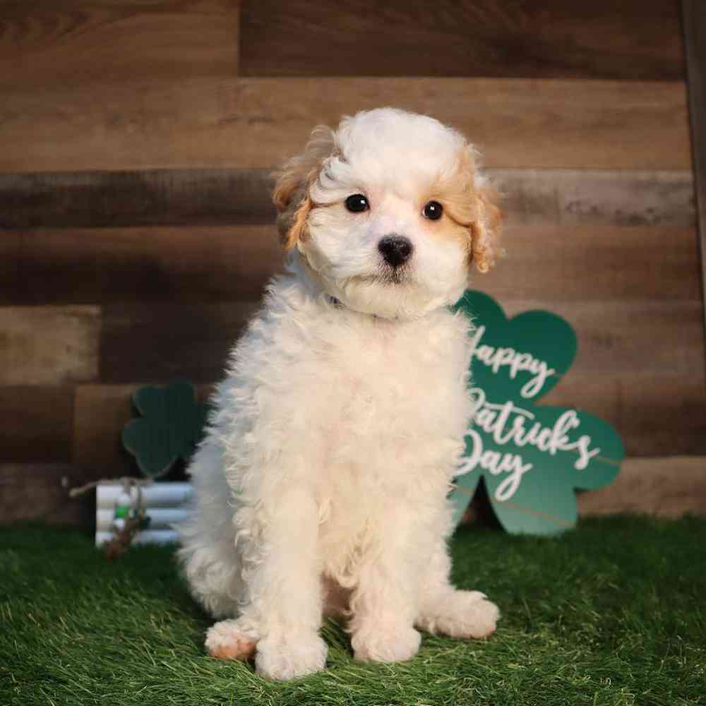Male Poodle Puppy for Sale in Blaine, MN