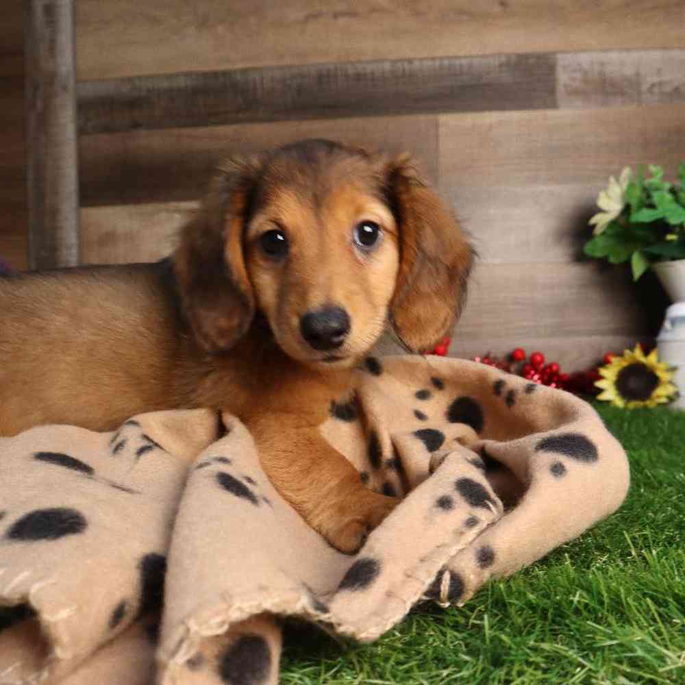 Image of a pet breed in the gallery