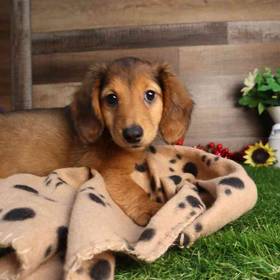 Dachshund