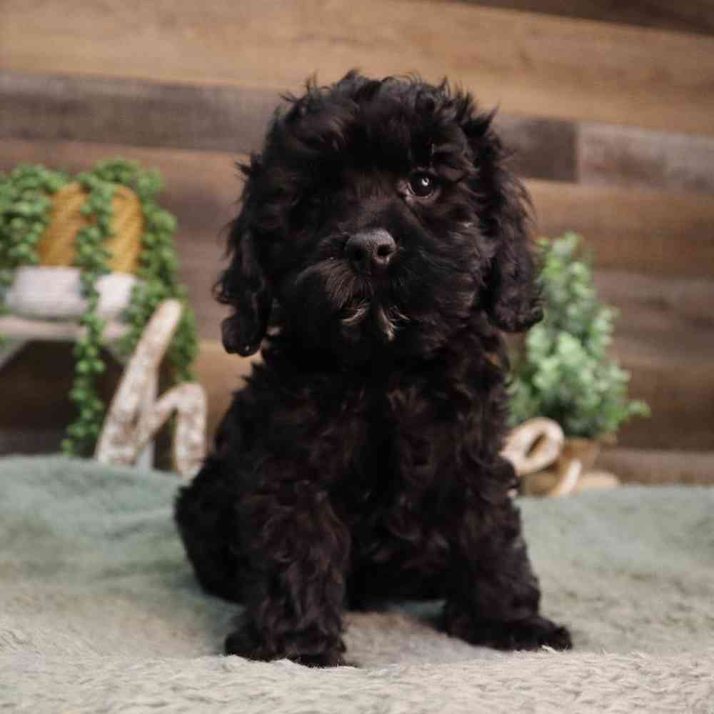 carousel pet images