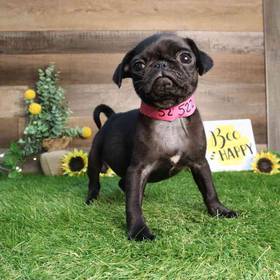 Pug