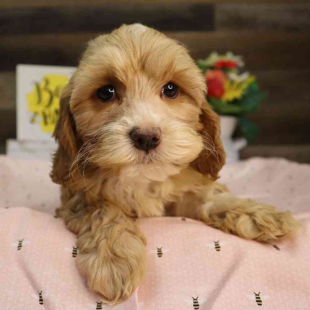 carousel pet images
