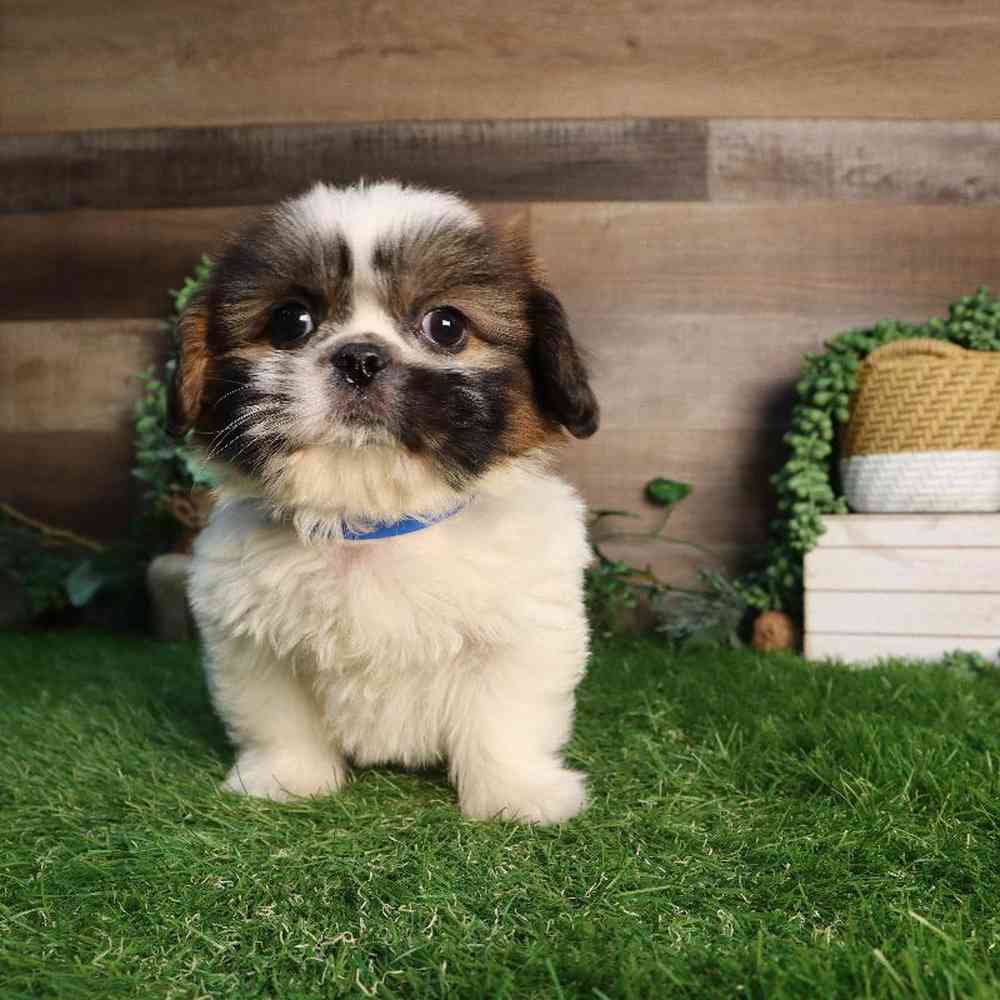 Male Pekingese-Shih Tzu Puppy for Sale in Blaine, MN