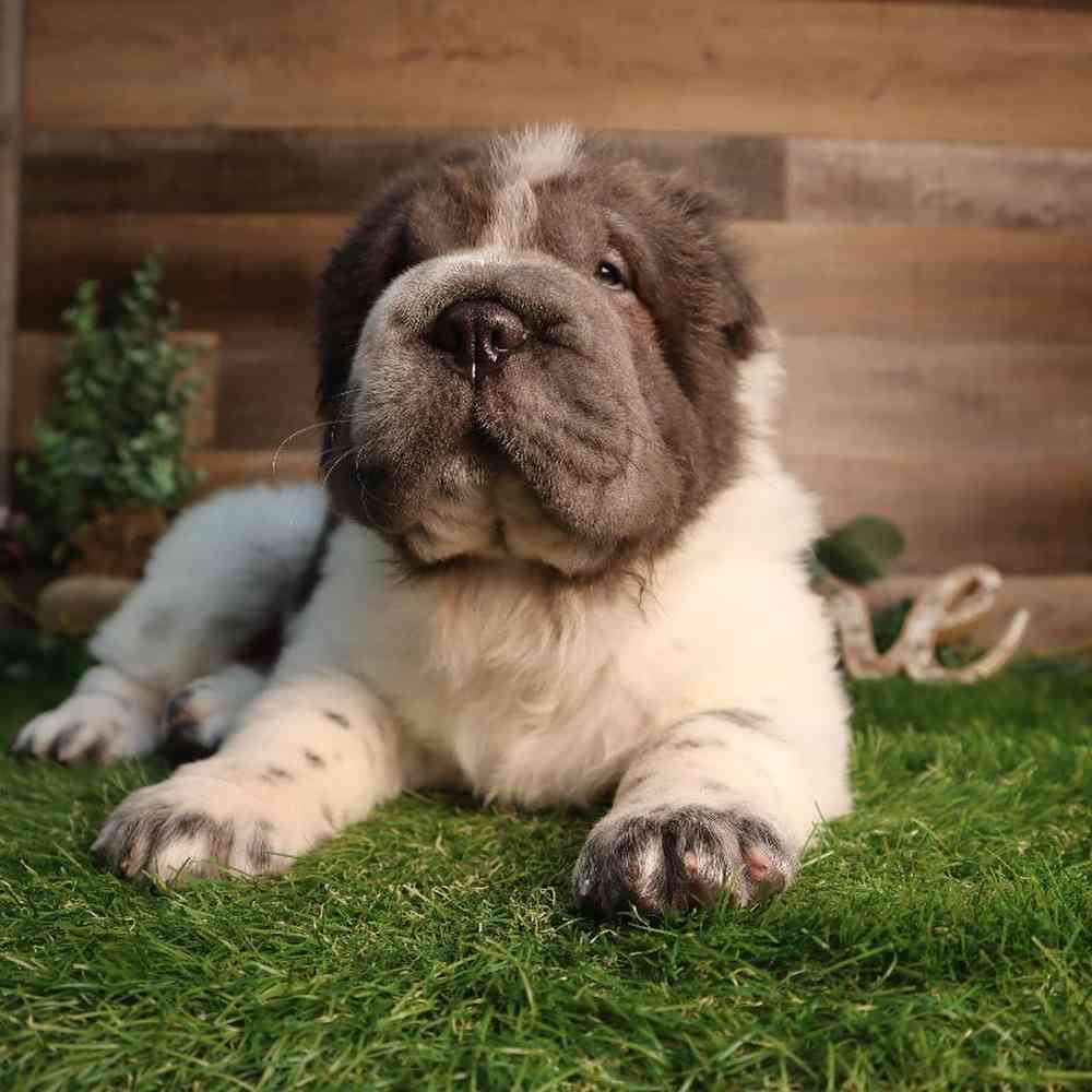carousel pet images