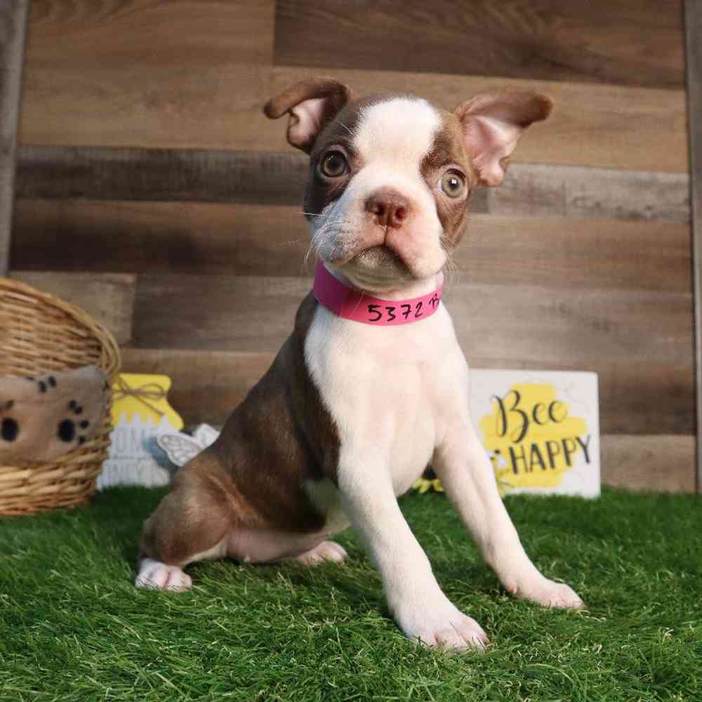 carousel pet images